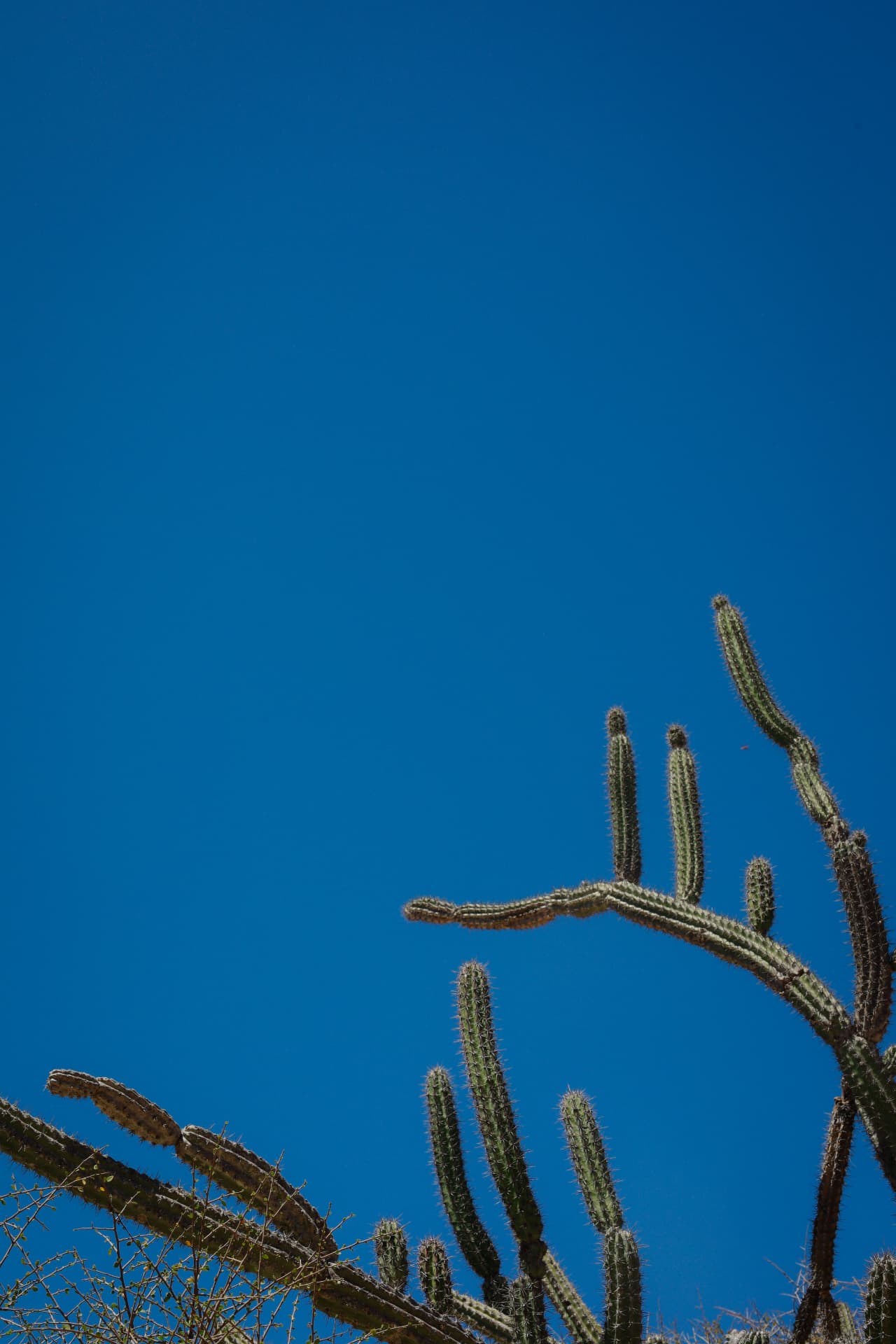 Tall branching cactus reaching into a deep blue sky