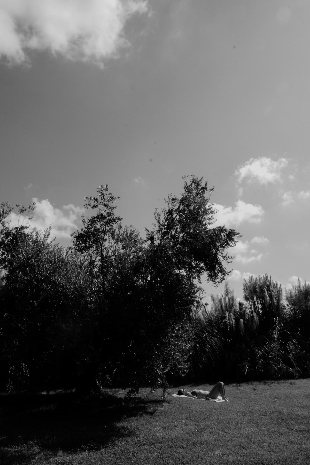 Olive trees beneath clouds in the Maremma, in black and white