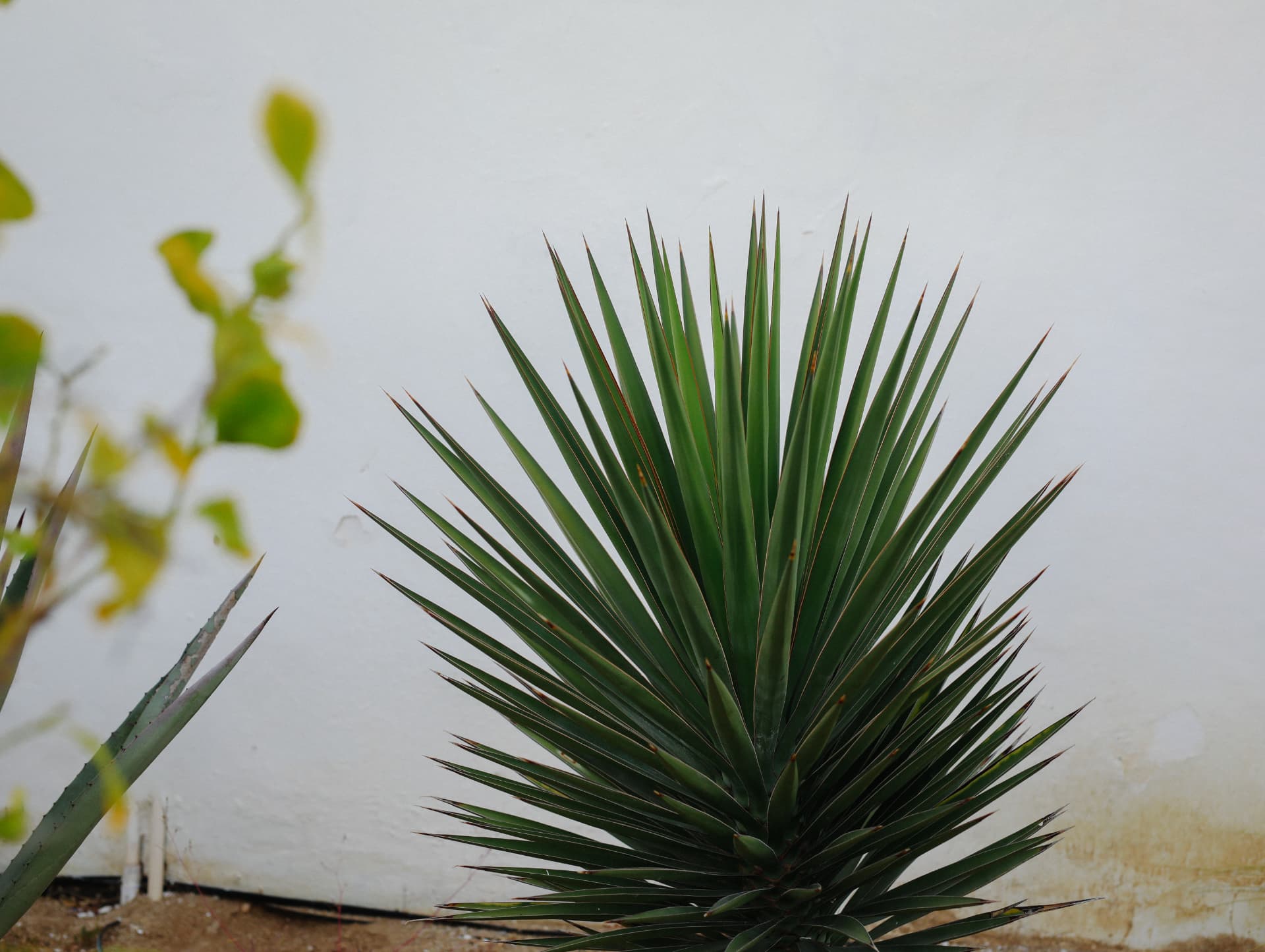 A spiky green desert plant against a white wall