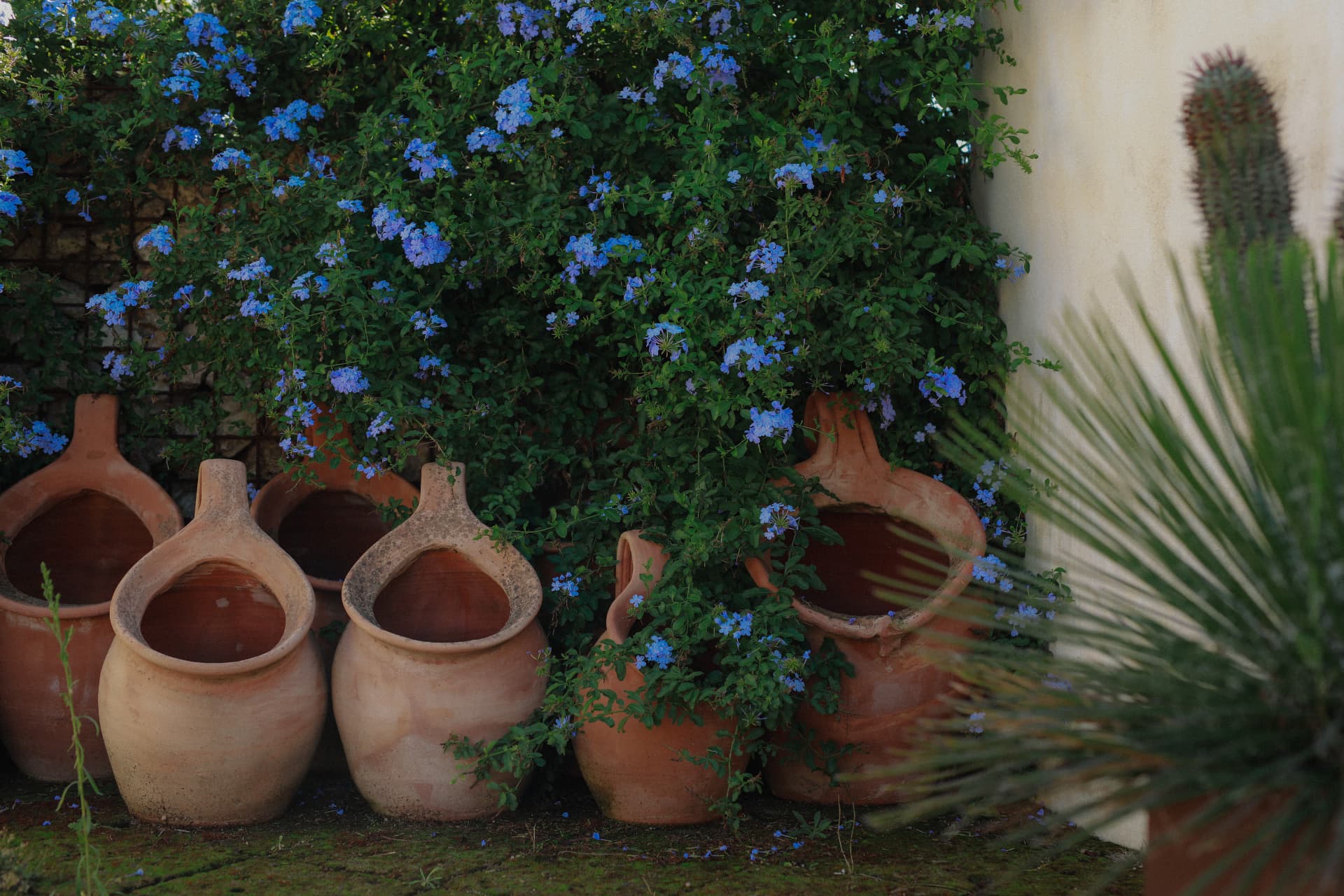 Terracotta pots beneath blue flowering plants beside a white wall