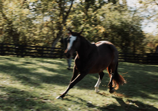 A horse running through sunlit pasture beneath autumn trees
