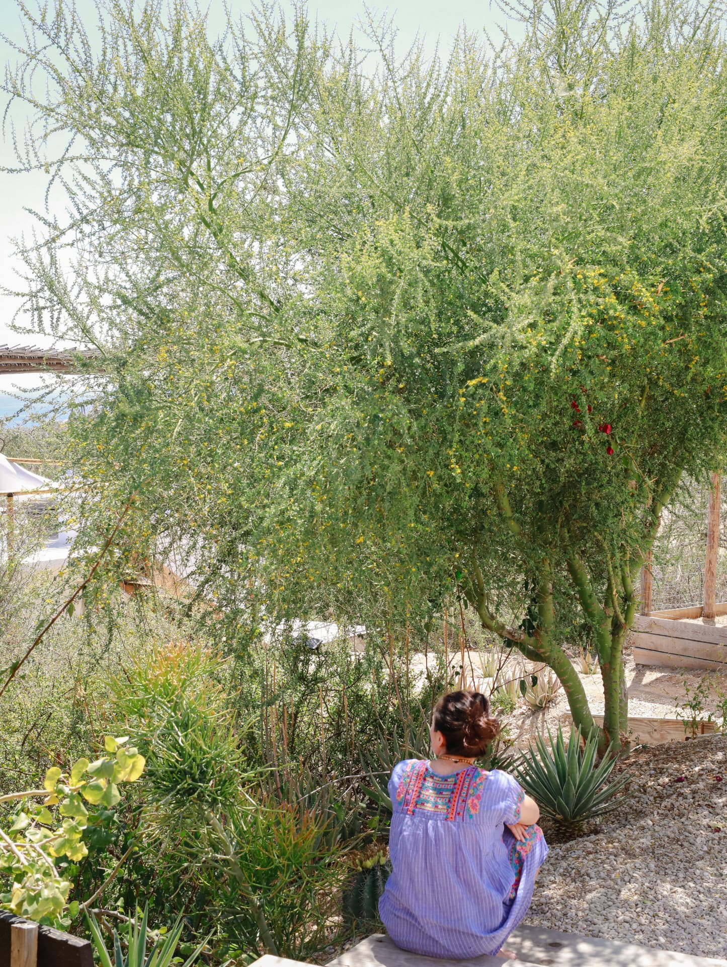 A woman sitting quietly beneath a desert tree