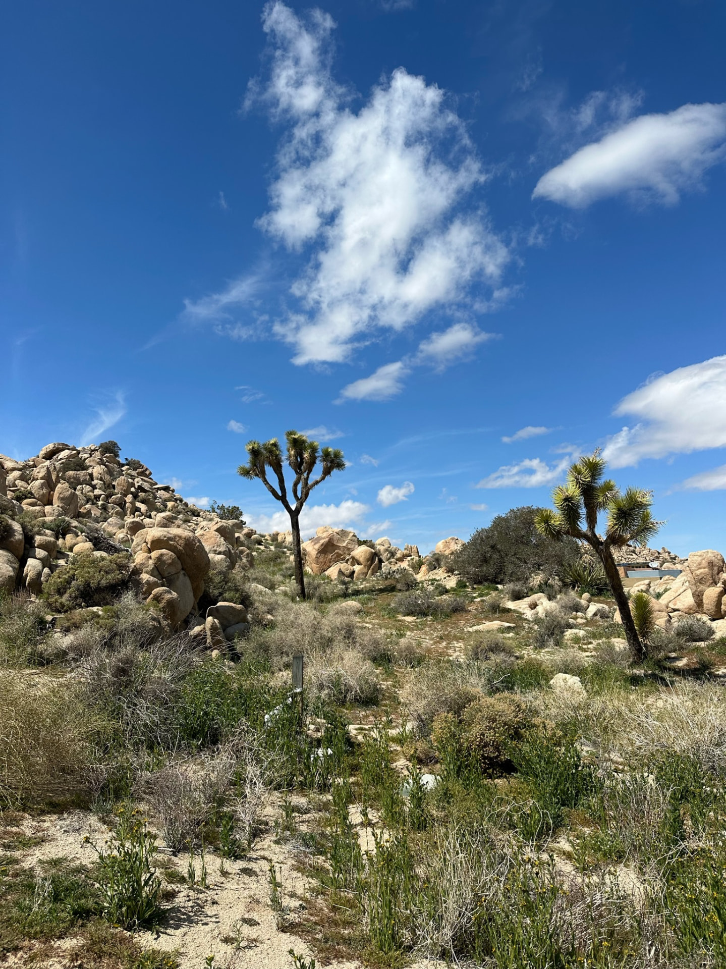 Joshua trees and sculptural boulders beneath a blue sky
