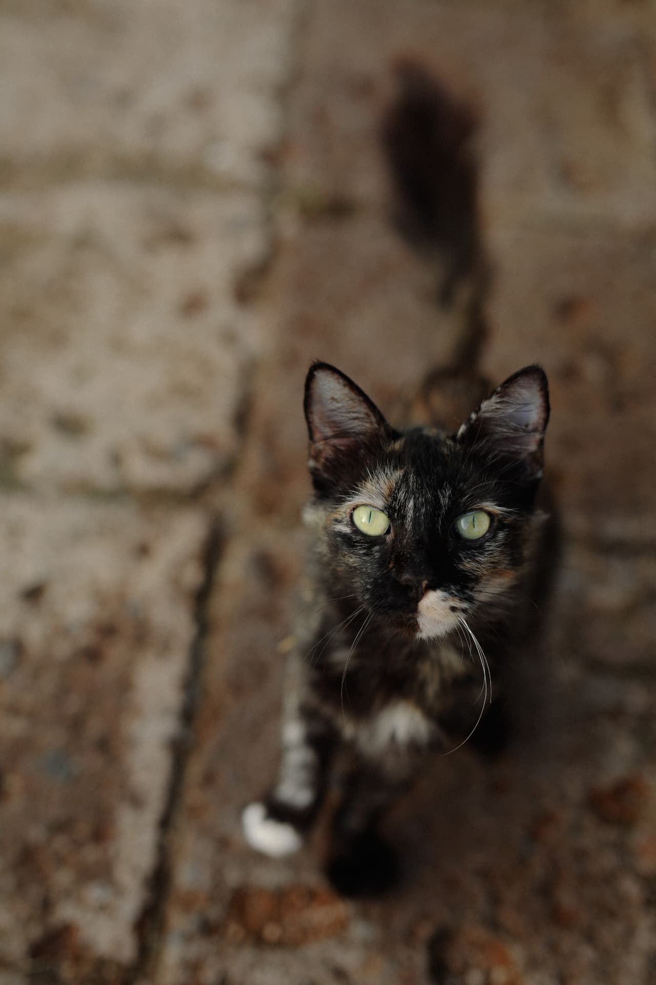 A tortoiseshell cat looking up from a weathered brick path