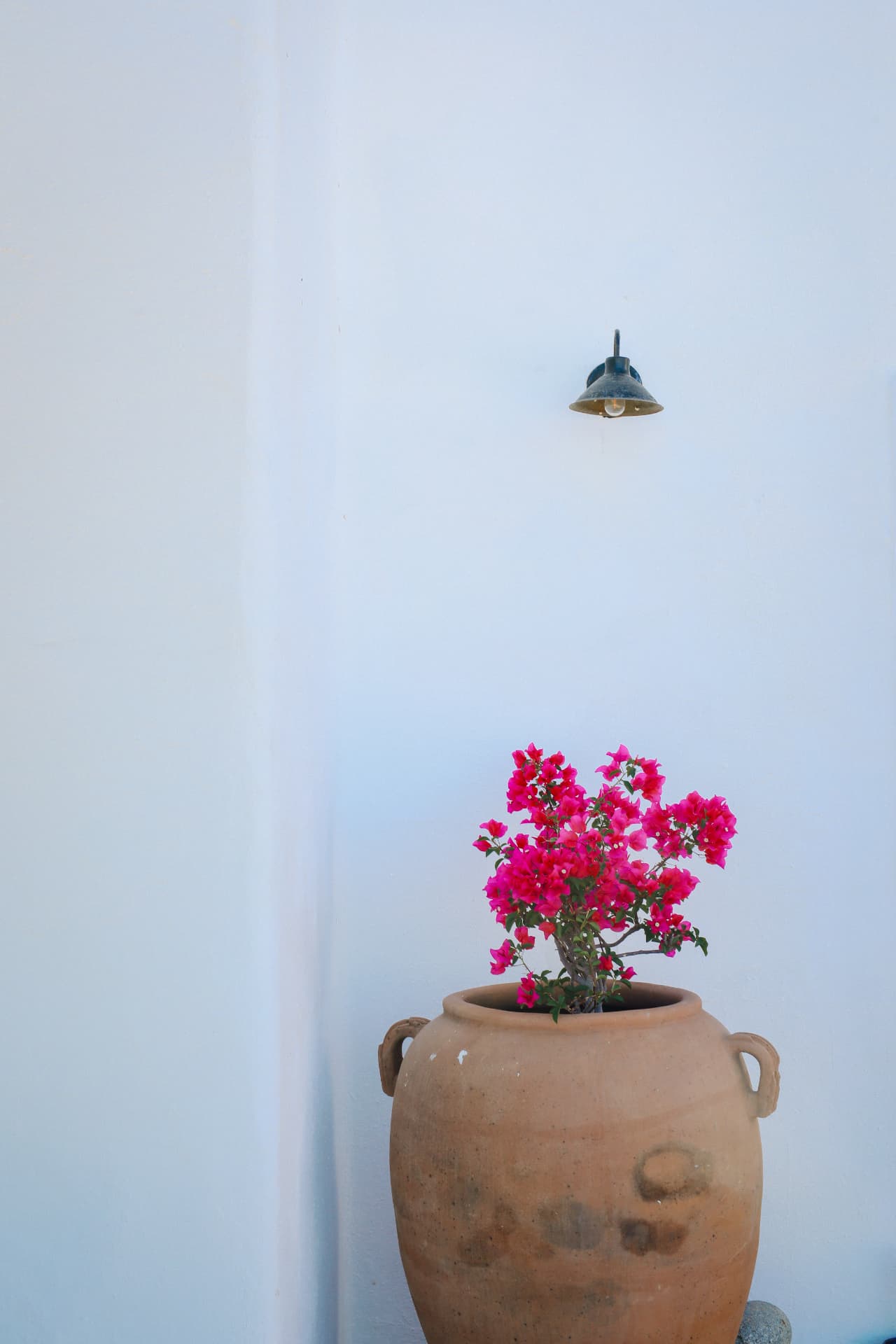 Pink bougainvillea in a clay pot beneath a wall light against white walls