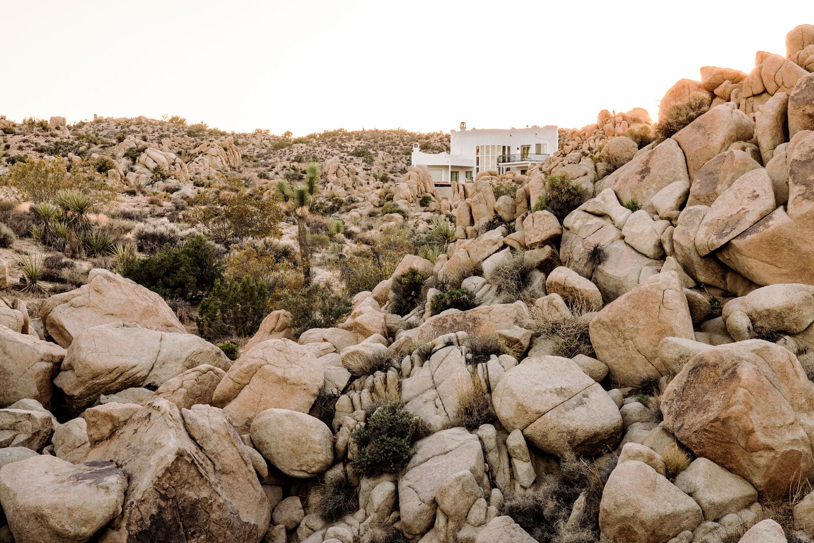 Joshua Tree