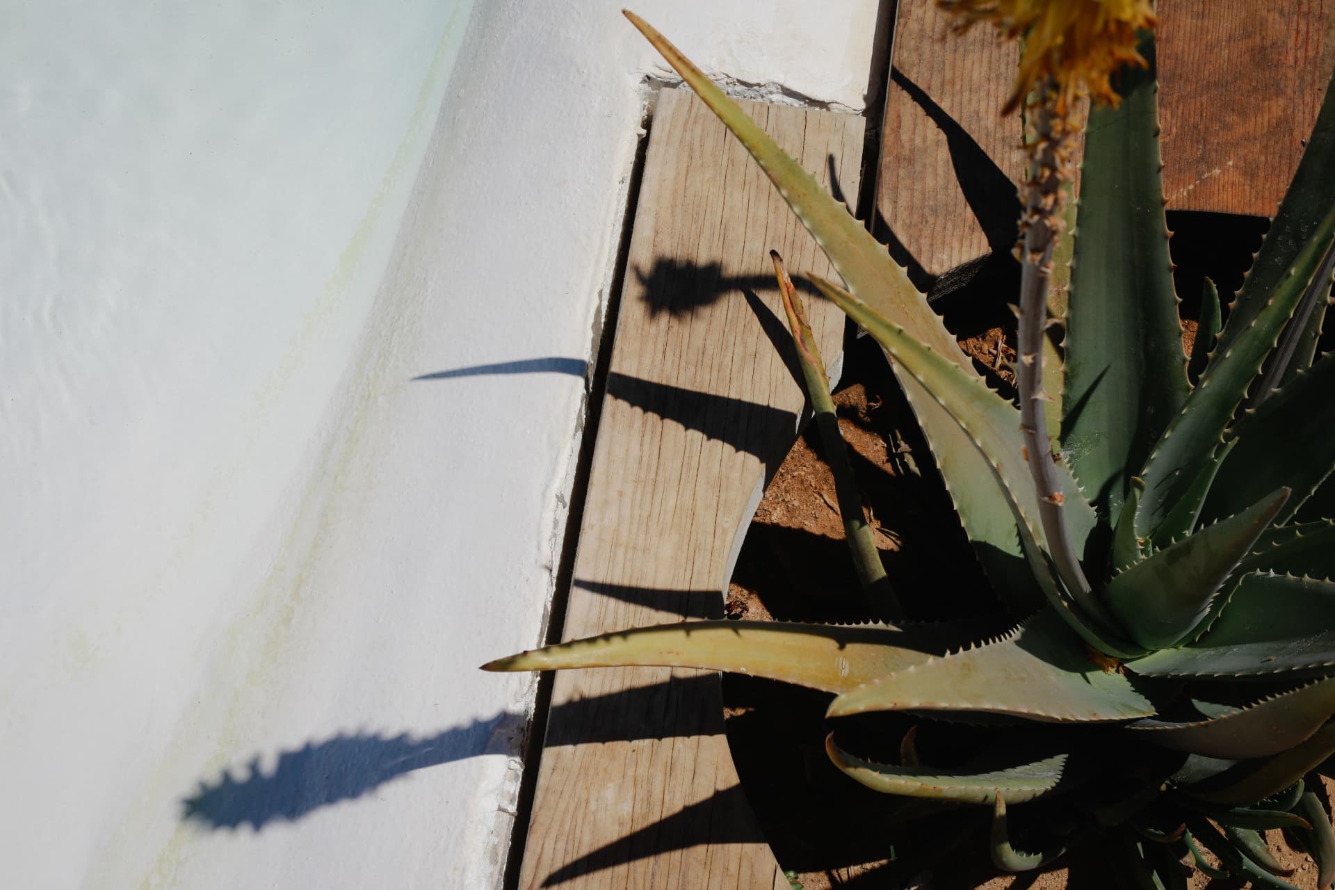 An aloe plant beside a wooden deck casting sharp shadows against a white wall