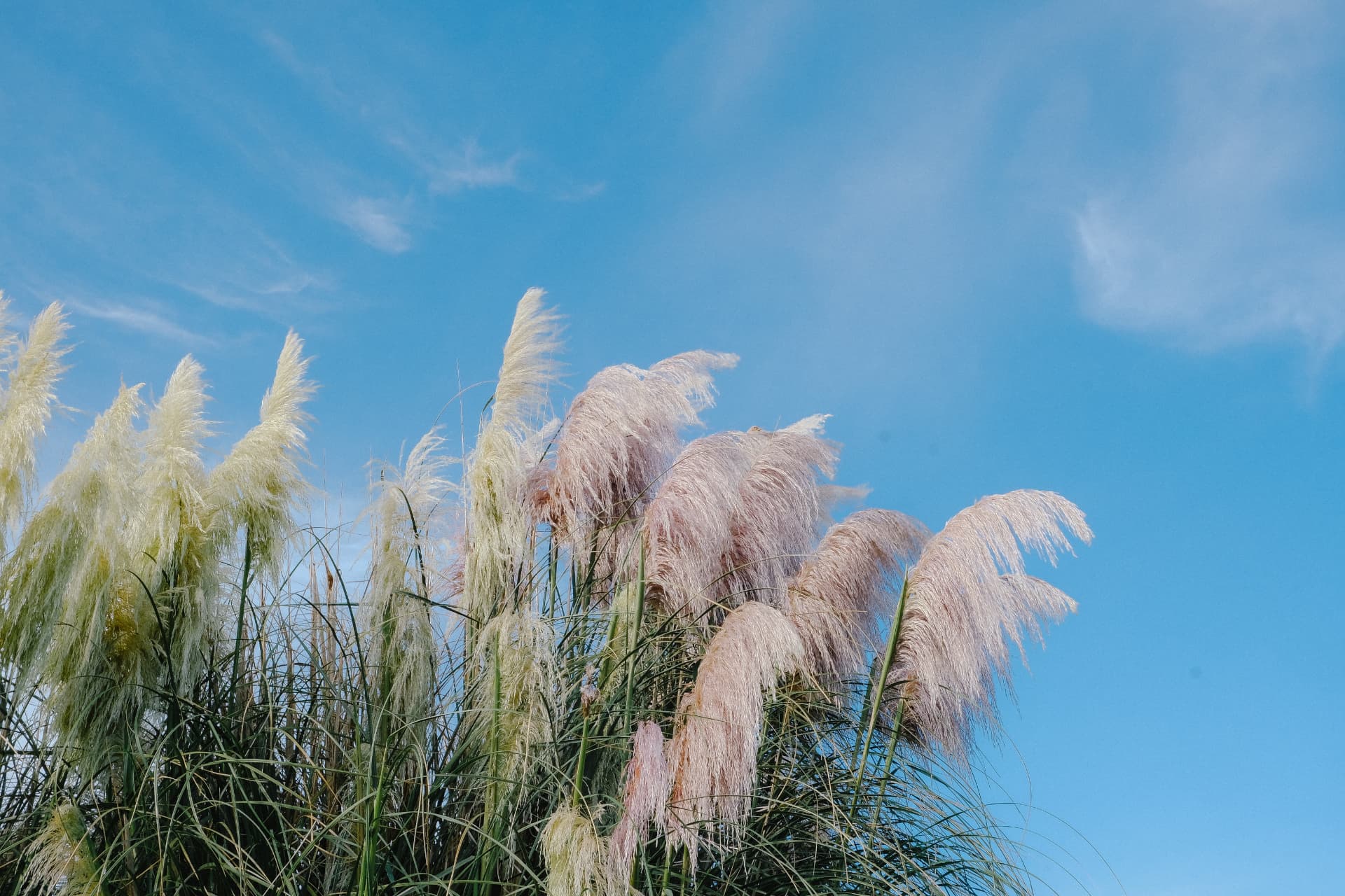 Pampas plumes against a bright blue sky