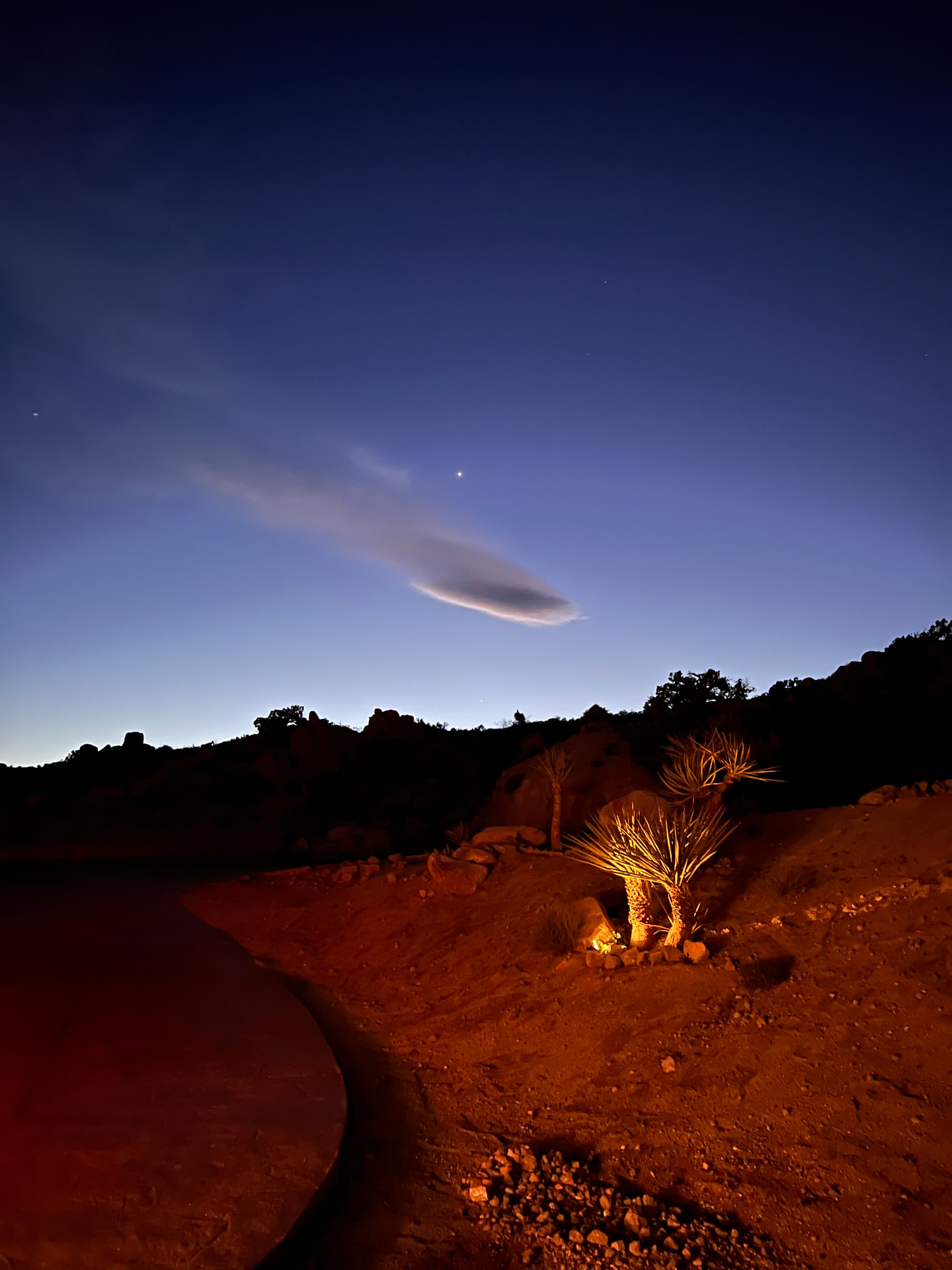 A Joshua tree lit from below beneath the darkening sky