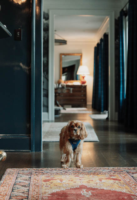 A small dog standing in the farmhouse hallway beside a patterned rug